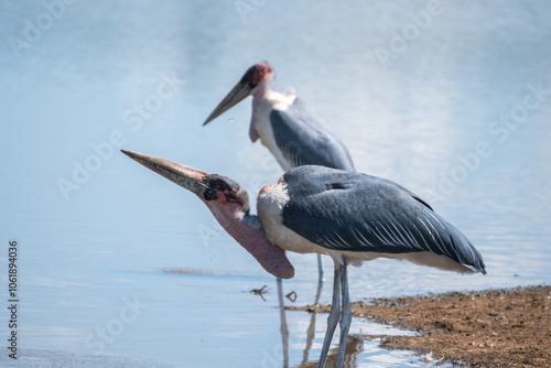 There is Marabou bird standing majestically on a hill close to water, Kenya photo