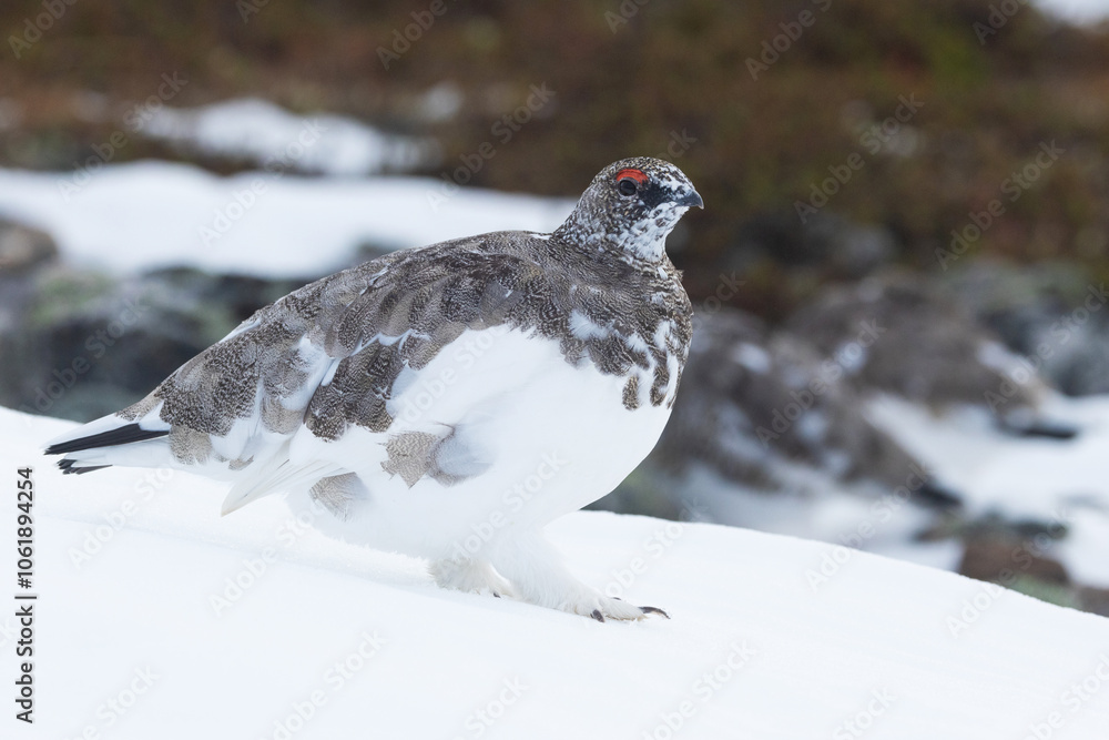 Rock ptarmigan walking on fresh snow in the mountains of Urho Kekkonen National Park, Northern Finland Rock ptarmigan walking on fresh snow in the mountains of Urho Kekkonen National Park, Northern Finland