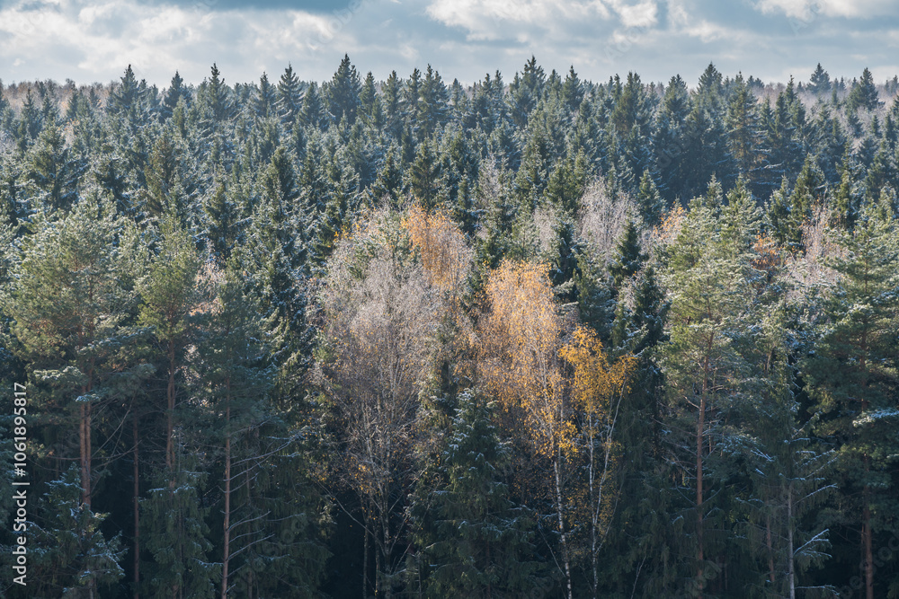 Frosty Forest Landscape In Autumn Season. View From Above On Woods Horizon Frosty Forest Landscape In Autumn Season. View From Above On Woods Horizon