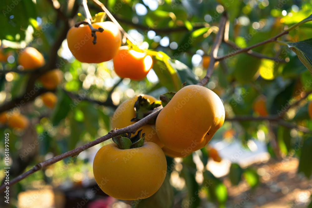 persimmon in farm