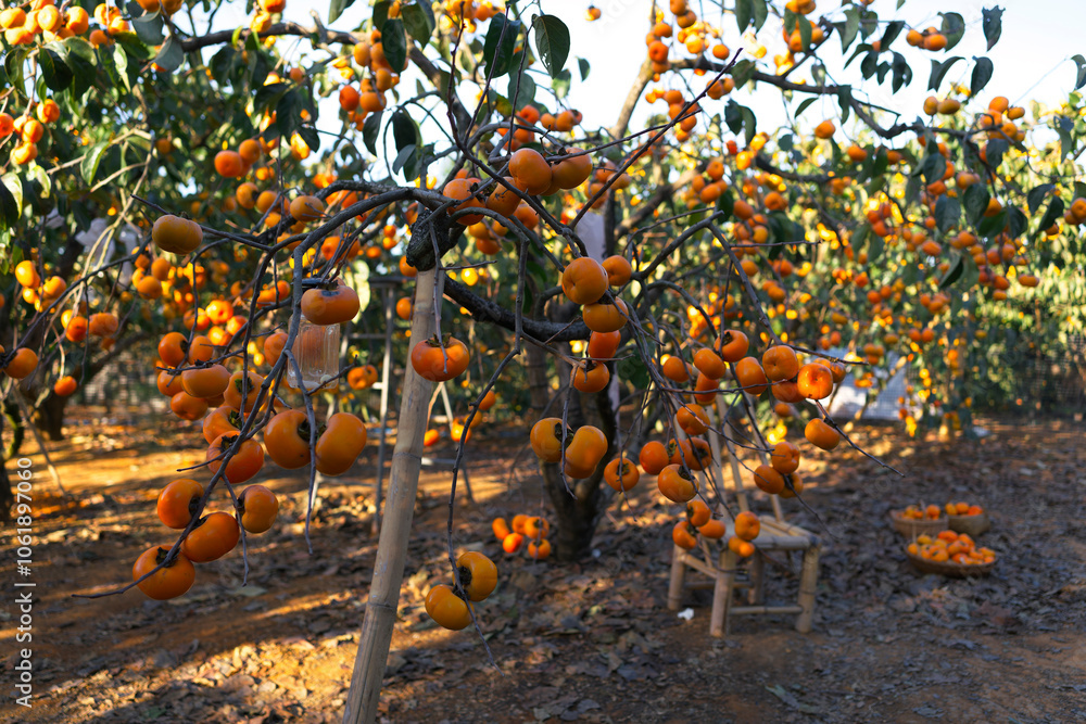 ripe persimmon fruits hanging on trees in farm