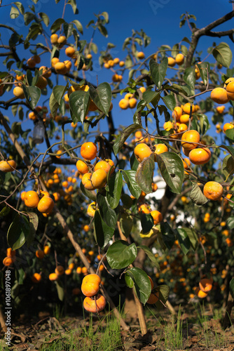 Obraz na płótnie persimmon in farm w salonie