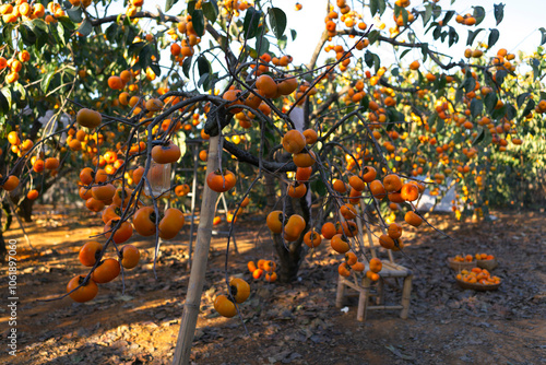 Obraz na płótnie ripe persimmon fruits hanging on trees in farm w salonie