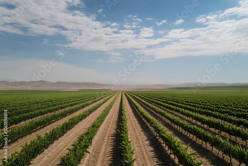 Drone photography of a vineyard estate with scenic rows of grapevines and beautiful landscape, 4k resolution