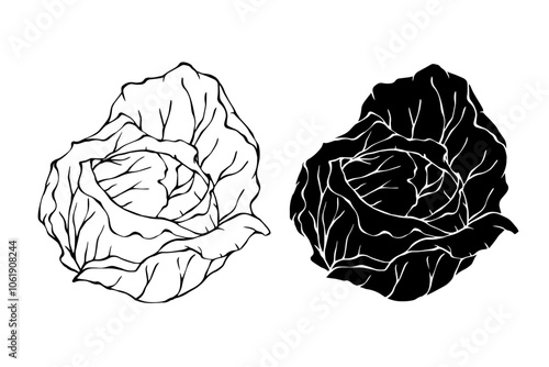 Line sketch, stamp, silhouette of vegetables heads of white cabbage. Vector graphics.