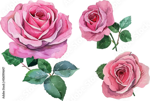 set of pink roses