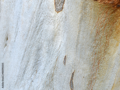 Eucalyptus tree bark texture, Bark of eucalyptus tree, seamless texture, a eucalyptus tree bark texture background image photo