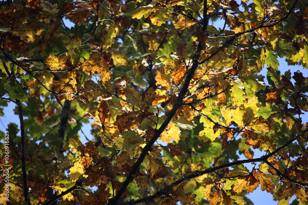 A photograph of autumn colours on an old oak tree. Close up photograph of leaves and branches - autumnal background A photograph of autumn colours on an old oak tree. Close up photograph of leaves and branches - autumnal background