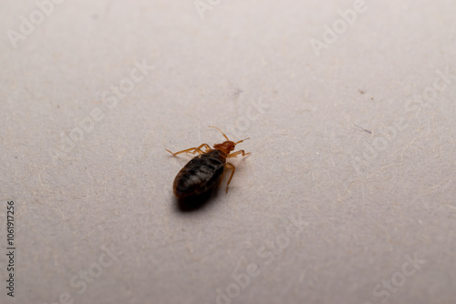 bedbug photo