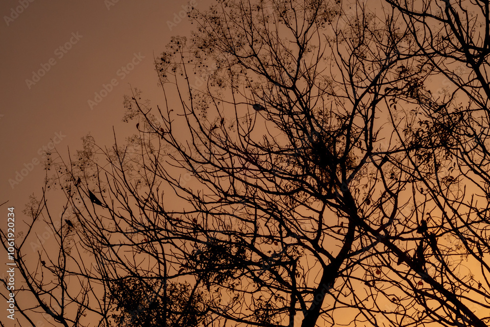 Obraz premium silhouette of tree