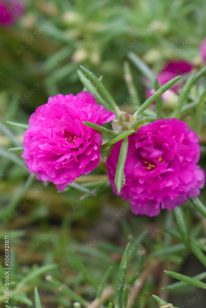 Portulaca grandiflora or moss rose purslane flower closeup, Closeup red moss rose purslane (portulaca grandiflora) flowers in garden tropical, delicate dreamy of beauty of nature with green leaves Portulaca grandiflora or moss rose purslane flower closeup, Closeup red moss rose purslane (portulaca grandiflora) flowers in garden tropical, delicate dreamy of beauty of nature with green leaves