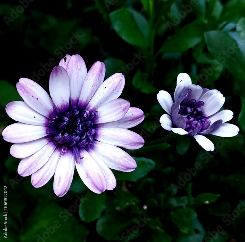 Closeup of purple flower