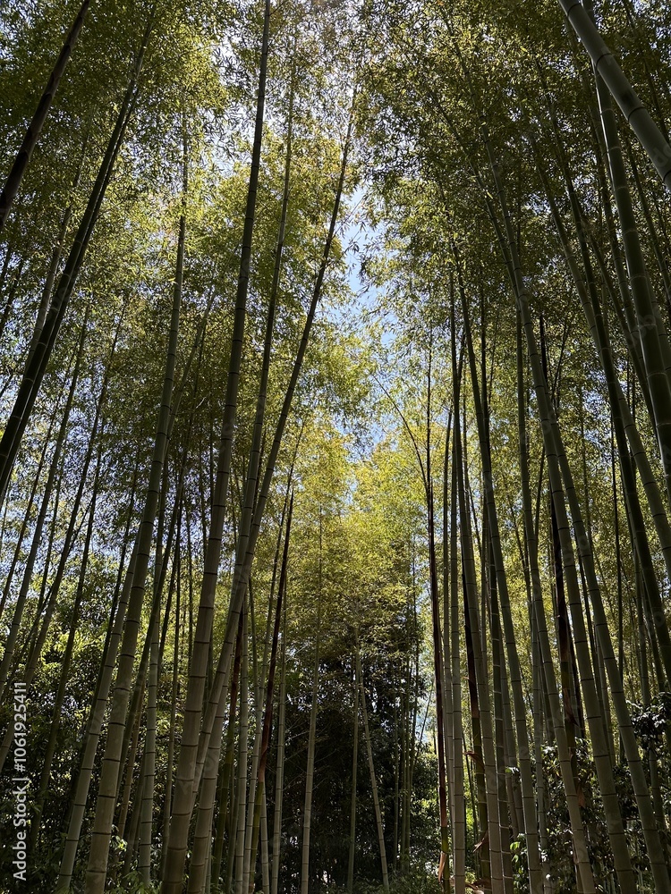 bamboo forest in the morning bamboo forest in the morning