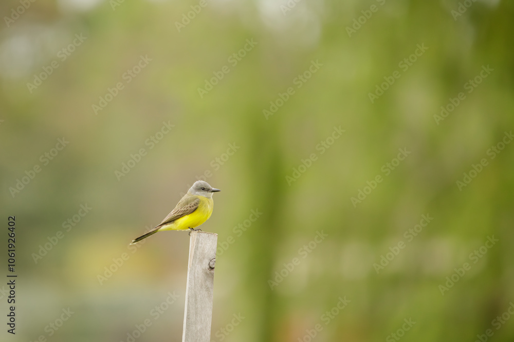 Obraz premium Tropical Kingbird (Tyrannus melancholicus) perched on a pole with copy space.