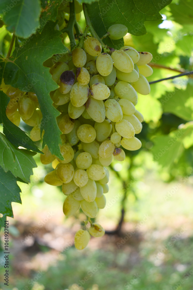 Close up of grapes hanging on Vine, Hanging grapes. Grape farming. Grapes farm. Tasty green grape bunches hanging on branch. Grapes With Selective Focus on the subject, Chakwal, Punjab, Pakistan Close up of grapes hanging on Vine, Hanging grapes. Grape farming. Grapes farm. Tasty green grape bunches hanging on branch. Grapes With Selective Focus on the subject, Chakwal, Punjab, Pakistan