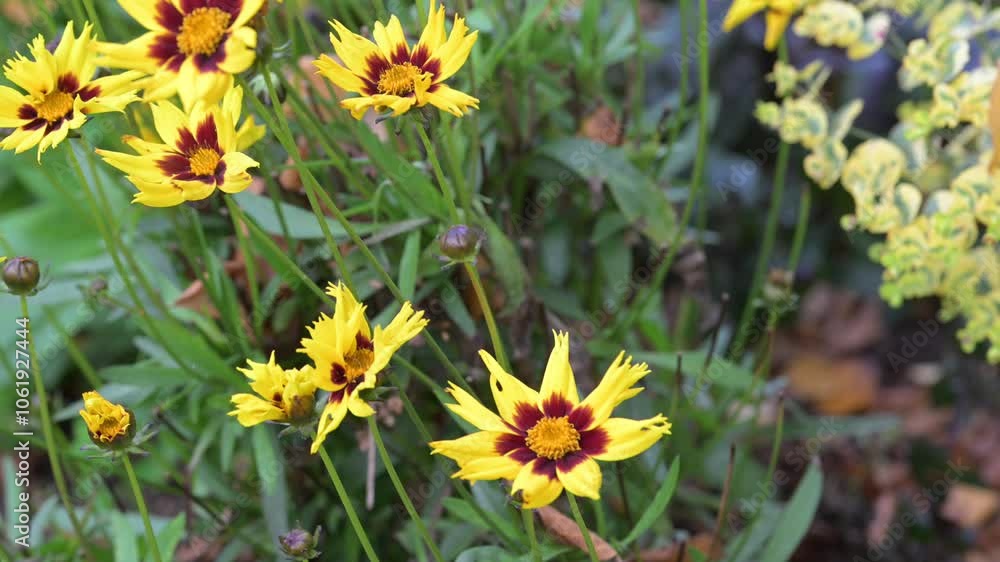 Yellow flowers swaying in the wind. Yellow flowers swaying in the wind.