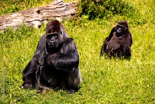 Two majestic gorillas in La Vallée des Singes park, one large silverback and a younger gorilla sitting in the grass, surrounded by lush greenery, portraying a moment of calm and connection photo