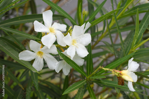 Nerium oleander in bloom, White siplicity bunch of flowers and green leaves on branches, Nerium Oleander shrub white flowers, ornamental shrub branches in daylight, bunch of flowers closeup photo