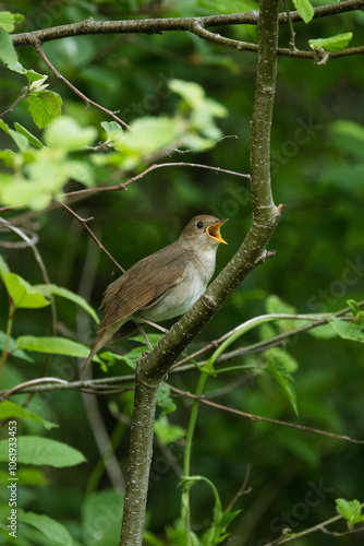 Thrush nightingale singing on a beautiful spring evening in a woodland in Estonia, Northern Europe	 photo