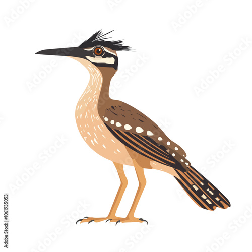 roadrunner bird