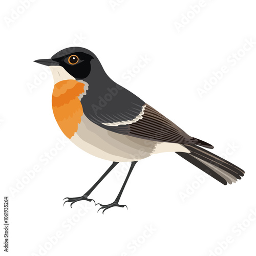 american robin bird vector illustration