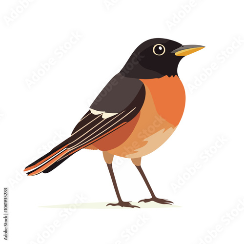 american robin bird vector illustration