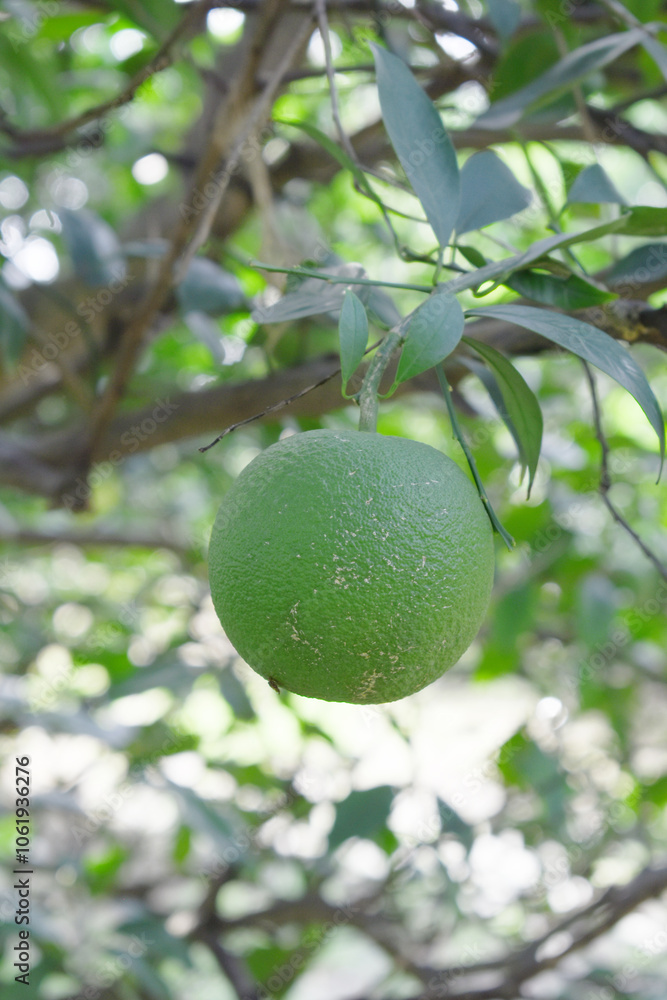 unripe green oranges on tree, close-up of a beautiful orange tree with green oranges, fruit hanging on a tree, Close-up of unripe oranges hanging on a tree, Chakwal, Punjab, Pakistan unripe green oranges on tree, close-up of a beautiful orange tree with green oranges, fruit hanging on a tree, Close-up of unripe oranges hanging on a tree, Chakwal, Punjab, Pakistan