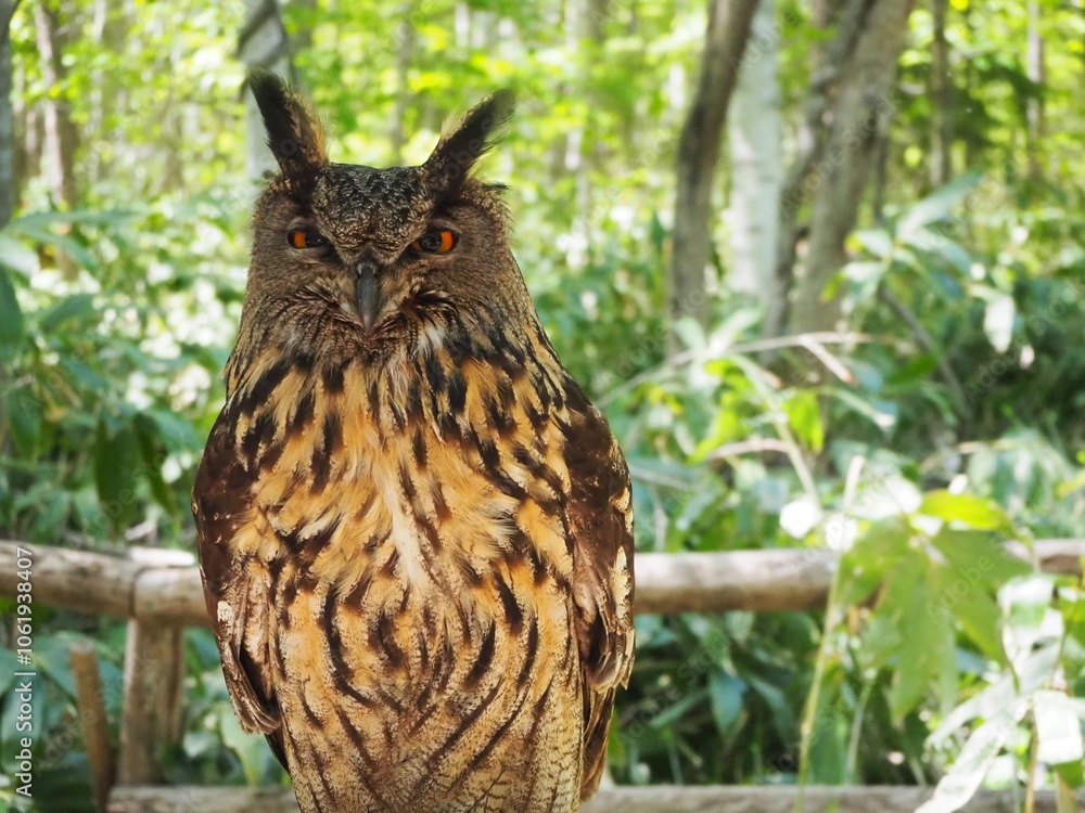 Fototapeta premium 美しい羽毛のワシミミズク