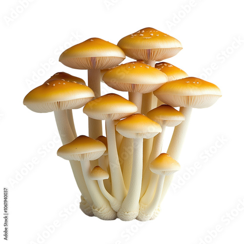 Mushroom Capsules in Black Background