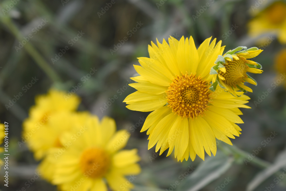 Golden Crownbeard (Also called Golden Crownbeard, Copen Daisy, golden crown beard) in the nature, Golden Crownbeard Flower closeup,Beautiful yellow flower closseup in nature Chakwal, Punjab, Pakistan Golden Crownbeard (Also called Golden Crownbeard, Copen Daisy, golden crown beard) in the nature, Golden Crownbeard Flower closeup,Beautiful yellow flower closseup in nature Chakwal, Punjab, Pakistan