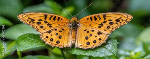 Vibrant Orange Butterfly with Open Wings on a Green Flower, High Contrast, Intricate Patterns, Nature Photography