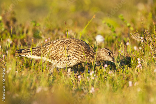 Common whimbrel feeding in a summery wetland in Riisitunturi National Park, Northern Finland 