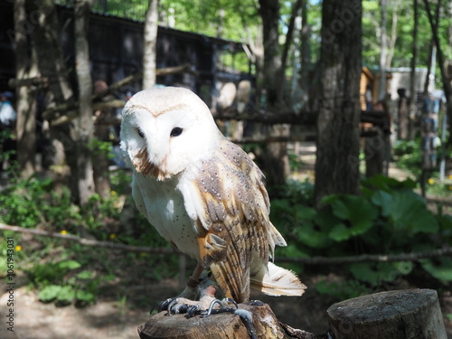 可愛い顔のメンフクロウ photo