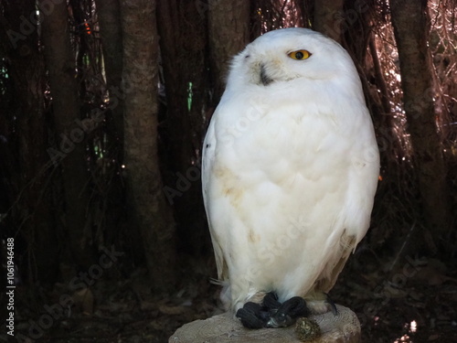 美しいシロフクロウ photo