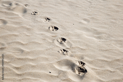 Valokuva Path Through the Dunes
Footprints across a dune evoke a quiet story of life in a vast landscape, celebrating the beauty of small, fleeting moments in nature