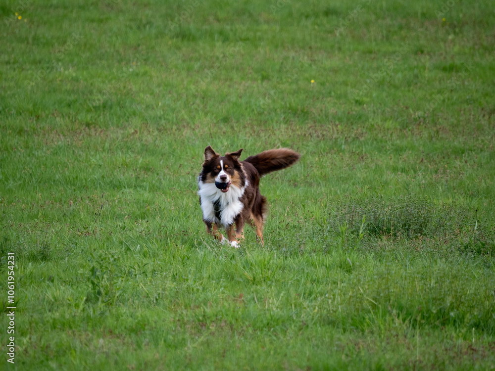 Perro muy peludo blanco y marrón grande corriendo por un prado verde