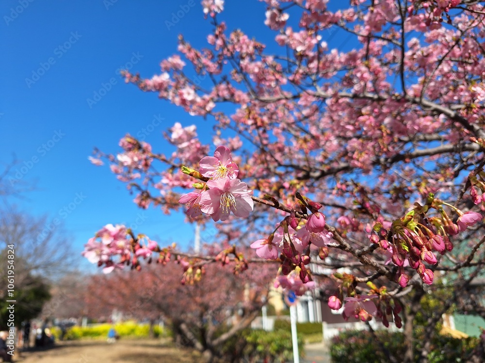 Close up of kanzakura cherry blossom flowers Close up of kanzakura cherry blossom flowers