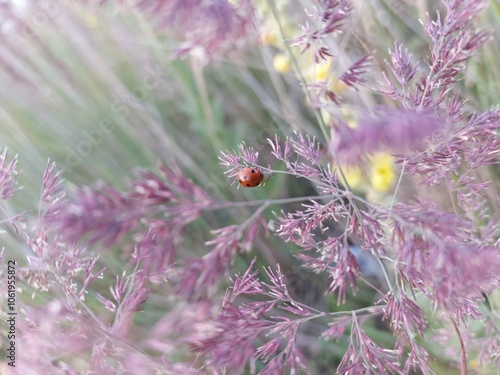 Ladybug on the grass photo