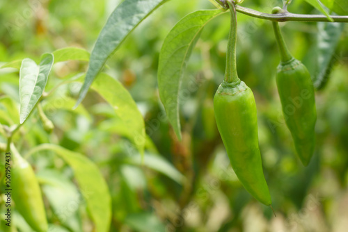 fresh green chili on plant closeup, chili plants in organic farming, Chilies closeup in field, Green chili plant in a farmer's field, Ripe green chili on a plant in Chakwal, Punjab, Pakistan