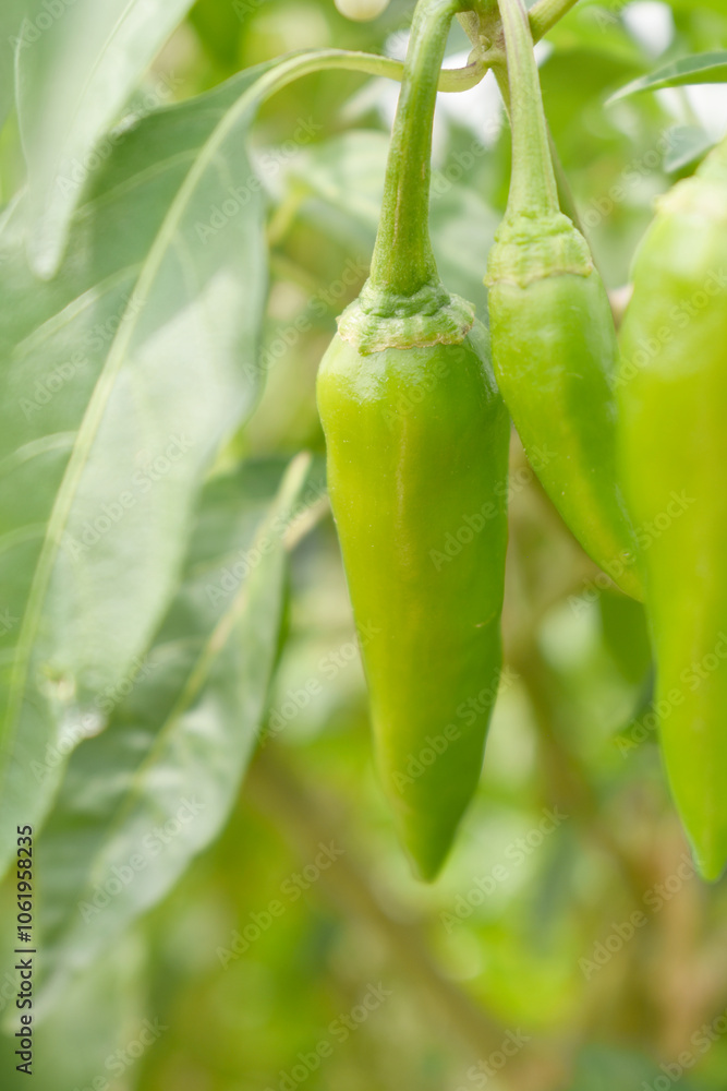 fresh green chili on plant closeup, chili plants in organic farming, Chilies closeup in field, Green chili plant in a farmer's field, Ripe green chili on a plant in Chakwal, Punjab, Pakistan fresh green chili on plant closeup, chili plants in organic farming, Chilies closeup in field, Green chili plant in a farmer's field, Ripe green chili on a plant in Chakwal, Punjab, Pakistan