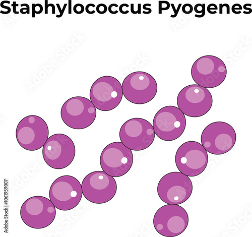 Staphylococcus Pyogenes Science Vector Illustration