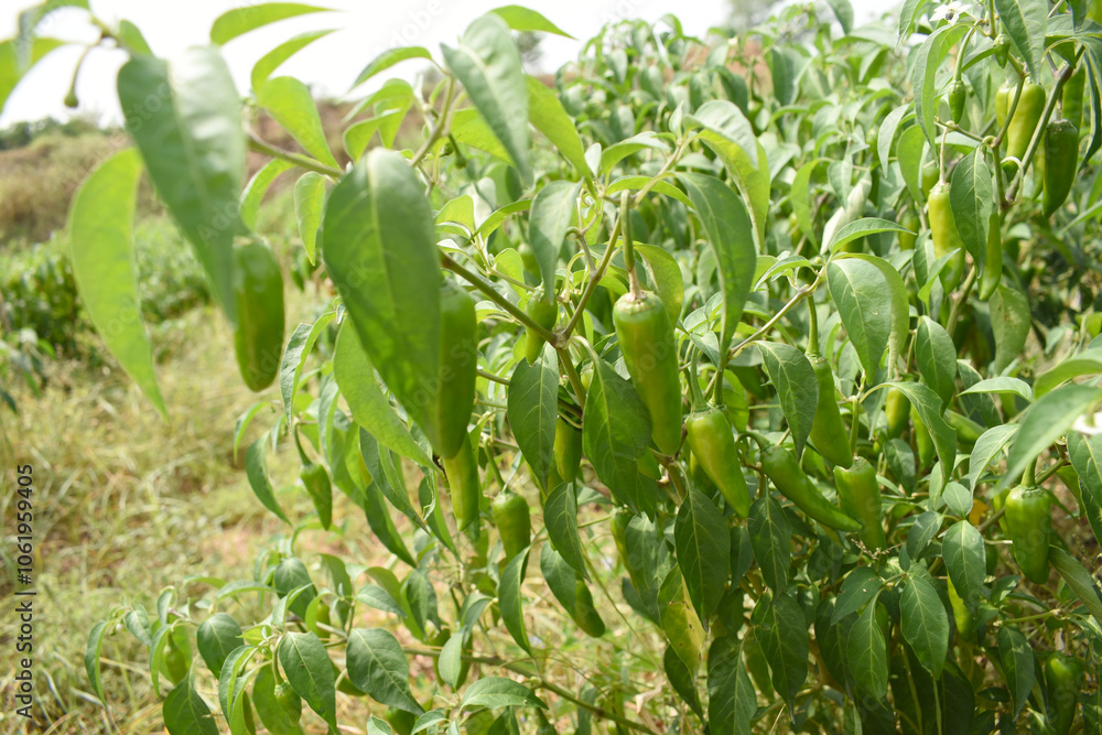 fresh green chili on plant closeup, chili plants in organic farming, Chilies closeup in field, Green chili plant in a farmer's field, Ripe green chili on a plant in Chakwal, Punjab, Pakistan fresh green chili on plant closeup, chili plants in organic farming, Chilies closeup in field, Green chili plant in a farmer's field, Ripe green chili on a plant in Chakwal, Punjab, Pakistan