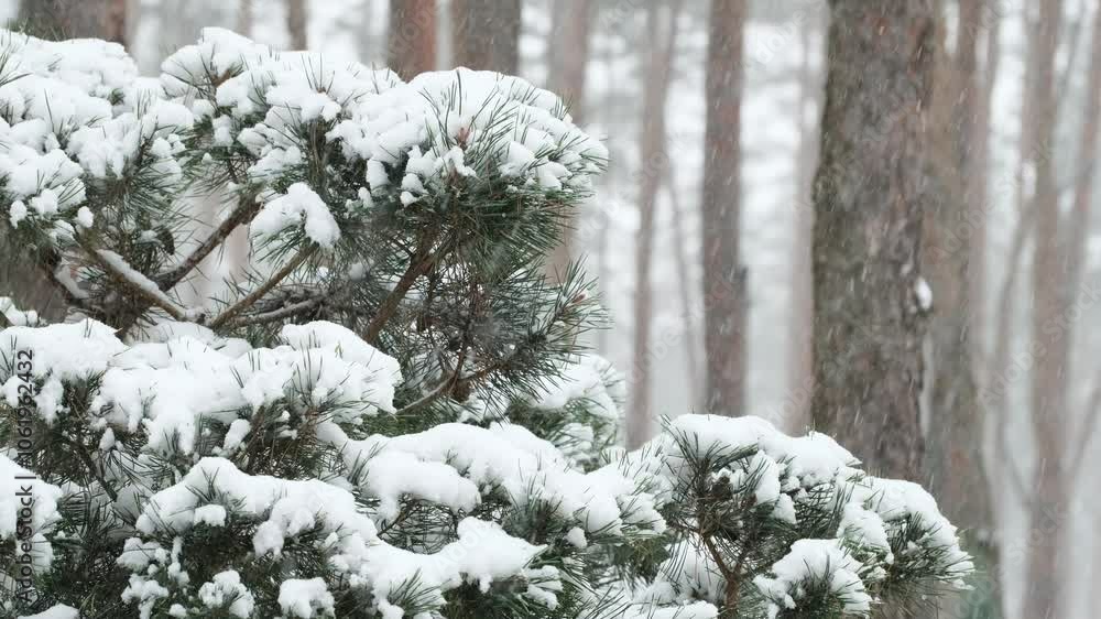 Snow falling on pine trees during heavy snowfall in winter forest. The heavy snow falling on the branches. Winter fairy tale. Snowing winter. Christmas time. Winter seasonal background Snow falling on pine trees during heavy snowfall in winter forest. The heavy snow falling on the branches. Winter fairy tale. Snowing winter. Christmas time. Winter seasonal background