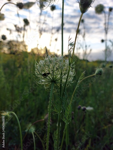 Bugs on a white flower