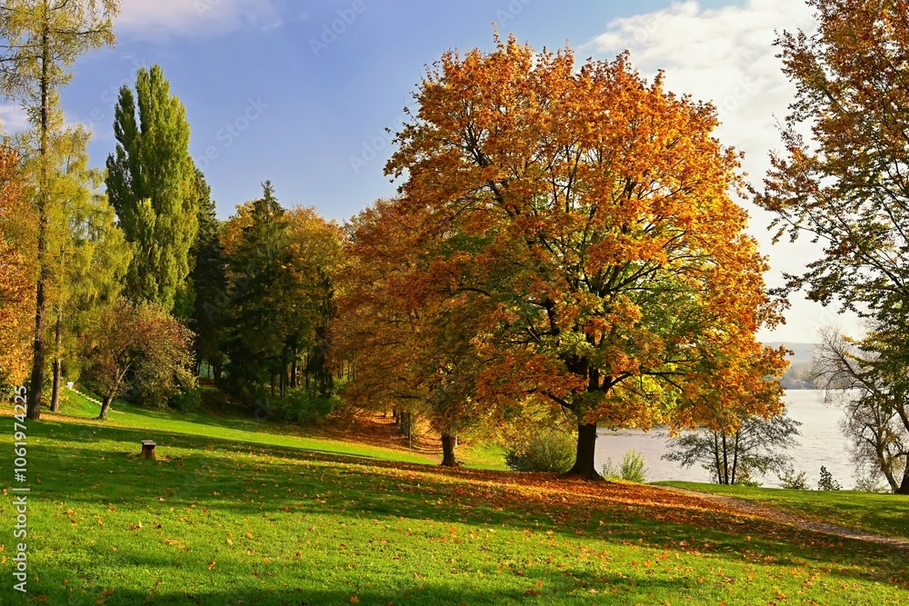 Naklejka premium Autumn background with colorful trees. Nature with landscape. Seasonal concept for fall.