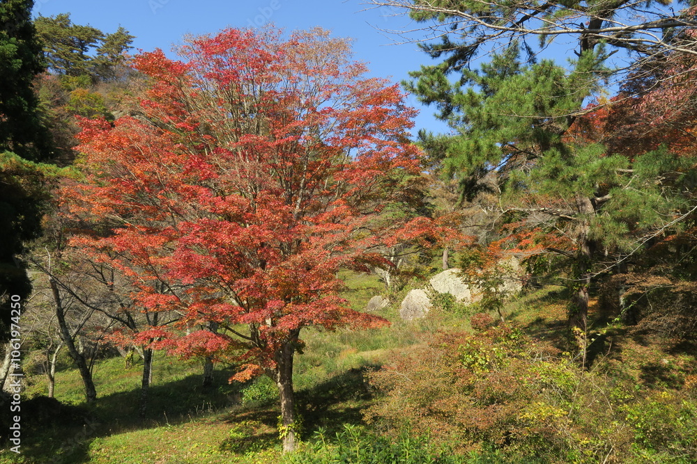 Naklejka premium 紅葉したモミジと松