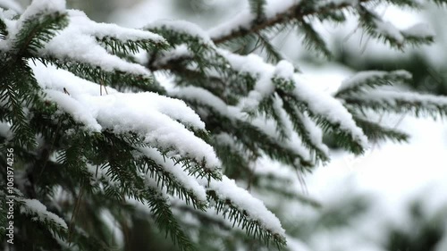 Landscape with evergreen pine trees covered with fresh snow during heavy snowfall in winter forest. Winter fairy tale. Snowing winter. Christmas time. Falling snow. Snowfall Winter seasonal background