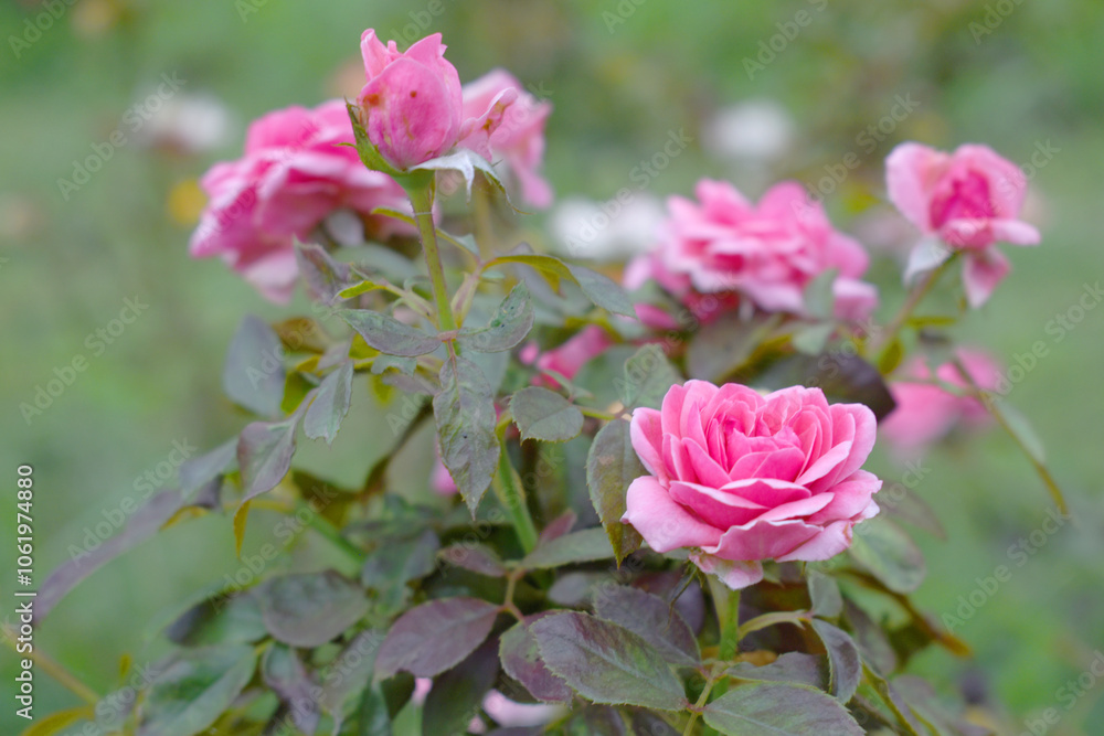 Beautiful pink rose flower closeup in garden, A very beautiful rose flower bloomed on the rose tree, Rose flower, bloom flowers, Natural spring flower, Nature Beautiful pink rose flower closeup in garden, A very beautiful rose flower bloomed on the rose tree, Rose flower, bloom flowers, Natural spring flower, Nature