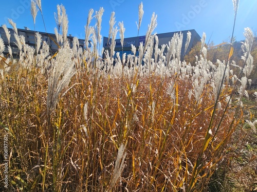 Reeds, Reed field, reeds