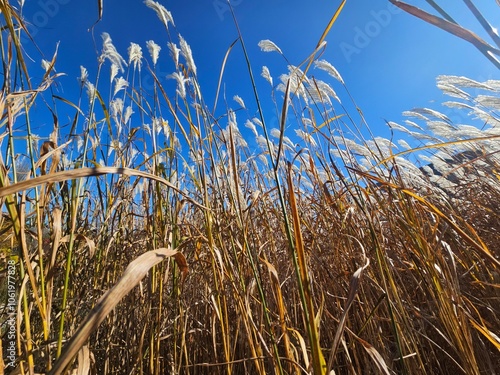Reeds, Reed field, reeds